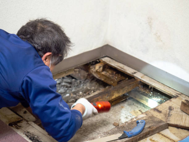 Best Residential Mold Remediation in Lincoln Village, CA
