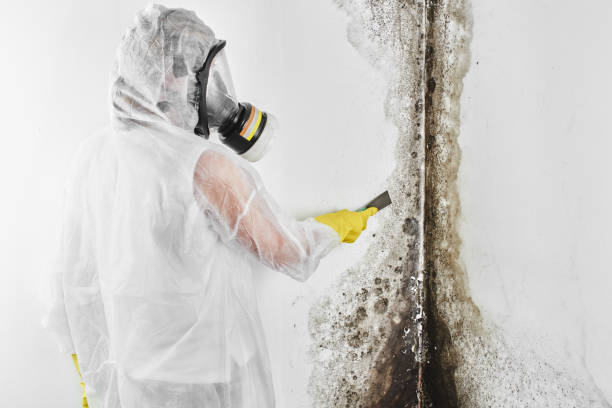 Professional Mold Remediation in Lincoln Village, CA