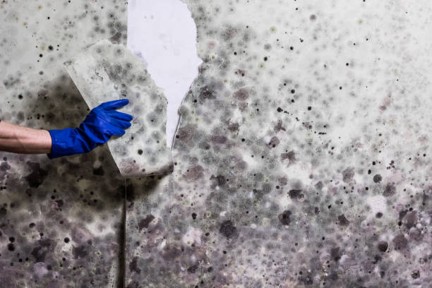 Best Black Mold Remediation in Lincoln Village, CA