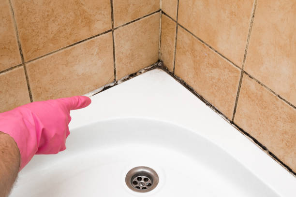Best White Mold Remediation in Lincoln Village, CA
