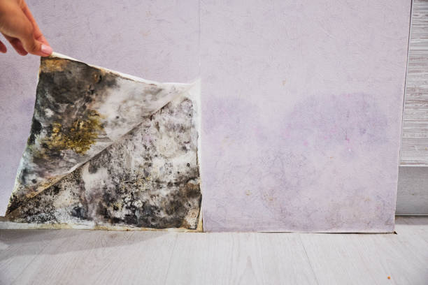 Best Post-Flood Mold Remediation in Lincoln Village, CA